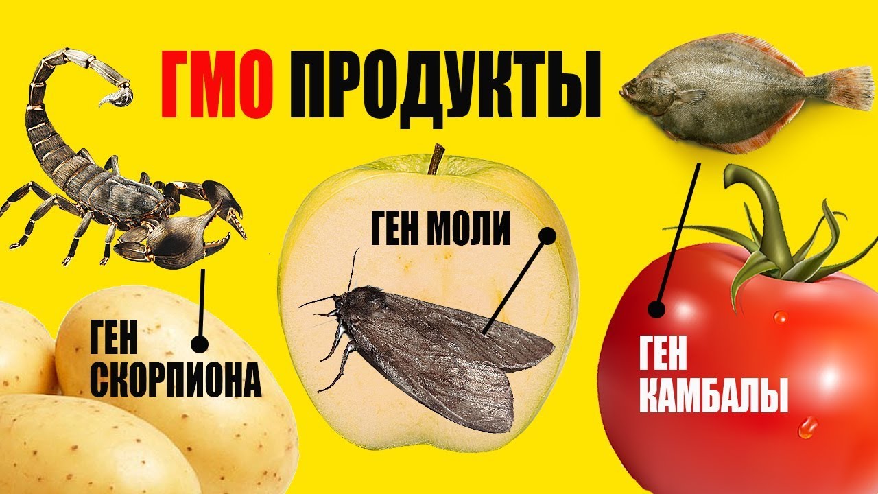 Вот Как Отличить ГМО Продукты от натуральных