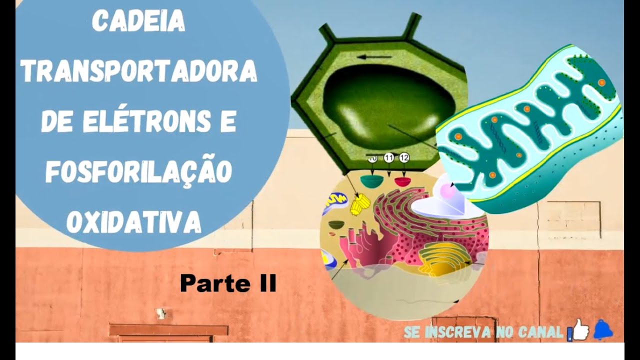Cadeia transportadora de elétrons e Fosforilação oxidativa #2