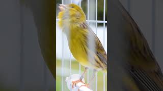 Download lagu Mr Six on fire! Canary training song mp3 Download lagu Mr Six on fire! Canary training song mp3