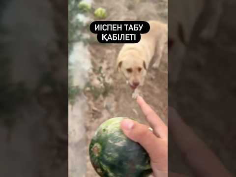 Подписка Челсиге достар🫂🙌🏻 #labrador