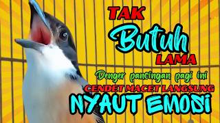 Download lagu Cendet gacor BONGKAR MATERI pasti ampuh, PANCINGAN CENDET AGAR RAJIN BUNYI mp3 Download lagu Cendet gacor BONGKAR MATERI pasti ampuh, PANCINGAN CENDET AGAR RAJIN BUNYI mp3
