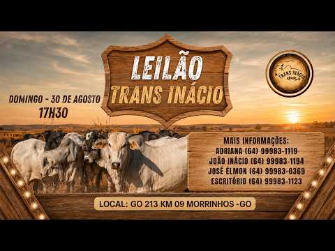 Leilão de Gado em MORRINHOS-GO, 30/08/2026  TransInácio Leilão - 17:45 Hs - Presencial e virtual.