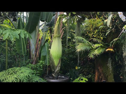 Virtual Tour July 28, 2021: Corpse Flower in the Climatron