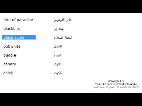 اسماء الطيور بالانجليزي مع الصور