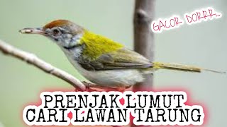 Download lagu Prenjak lumut CARI LAWAN TARUNG, Prenjak apapun langsung NARUNG Gacor seketika_ @sultanakbar mp3 Download lagu Prenjak lumut CARI LAWAN TARUNG, Prenjak apapun langsung NARUNG Gacor seketika_ @sultanakbar mp3