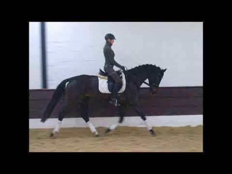 LILLY 3j. v. Livaldon - Don His Highness -for sale- VB 7.500,- Euro