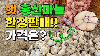 2025년 햇 홍산마늘 한정판매합니다. 산지직송 가격은? 전화문의 010-5542-5865