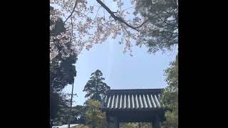 【下関市】日瀬寺の桜