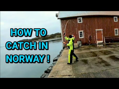 Big fish! Big fun in arctic Norway!