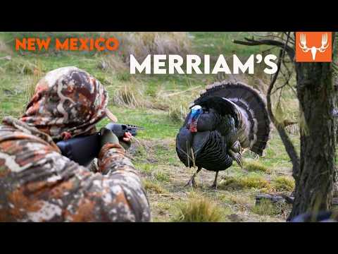 Chasing Mountain Birds | Merriam’s Turkey Hunting with The Element