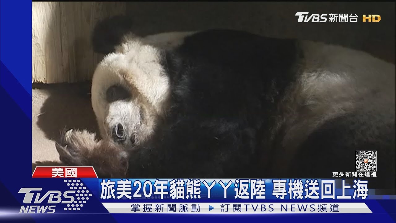 旅美20年貓熊ㄚㄚ返陸 專機送回上海