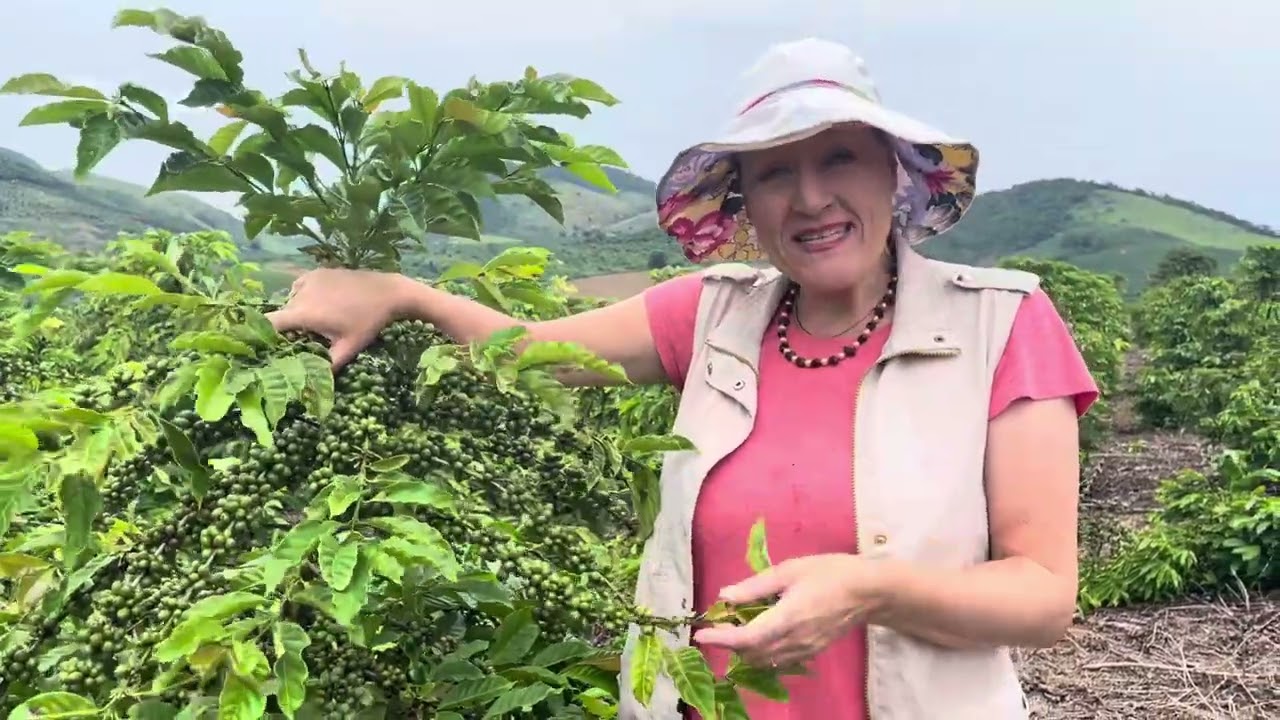 Brazil’s Robusta coffee growers expect good but no bumper crop in 2025