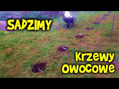 , title : 'Borówka Malina Jagoda i... jakie krzewy owocowe zasadziliśmy jesienią w ogrodzie???'