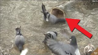 Download lagu HUKUM TUHAN.!!  Setelah Melihat Video ini, Kamu akan Sadar Betapa Kerasnya Alam Liar dan Hukum Rimba mp3