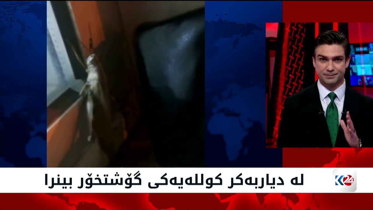 ڤیدیۆ | لە دیاربەکر کوللەیەکی گۆشتخۆر بینرا