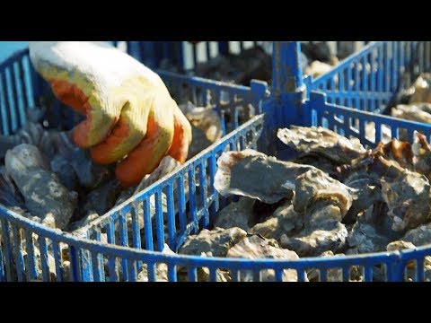 Анапа: устрицы по соседству с элитными дачами | НЕИЗВЕСТНАЯ РОССИЯ