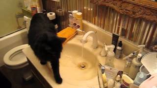 Cat found watering hole