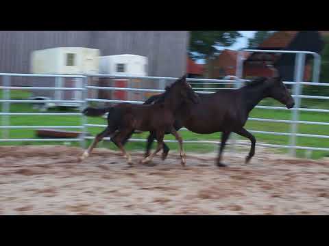 HF colt - FOR SALE v Don Olymbrio - Hohenstein - Michelangelo - Duir Ask Ichschi