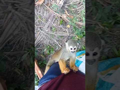 Maranhão brejo da maioba macaquinho mão de ouro