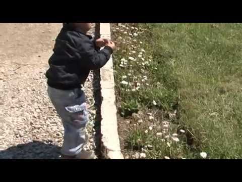 ALERGJITE DHE ASTMA EPIDEMI ABC NEWS