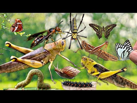 Chasing Bugs in the Wild‼️An Outdoor Adventure