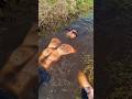 SAVING GIANT TURTLES