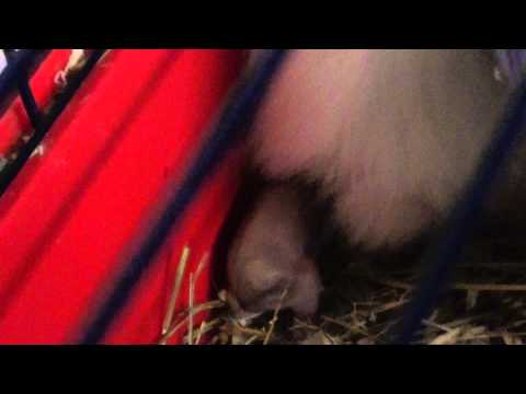 conejitos recien nacidos , como busca