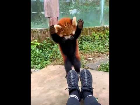 Red panda angry. Why do you have shoes. #redpanda #pandalife #animals #cute #trending