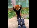 Red Panda Angry Why Do You Have Shoes Redpanda Pandalife Animals Cute Trending