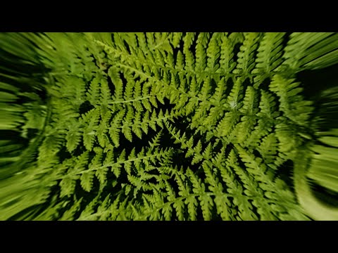 Pearl - Empty Country