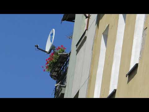 Jerzyki na Dzierzkowskiej