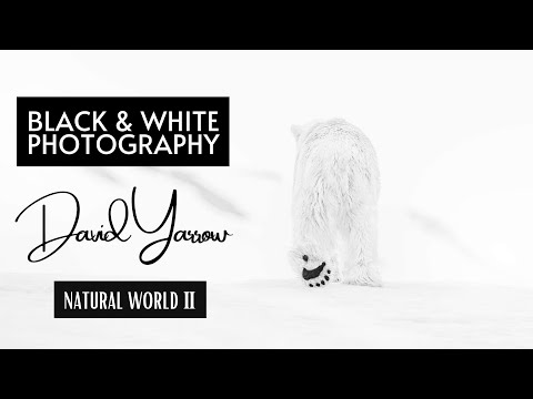Black and White Photography "David Yarrow" Vol 2 | Featured Artist