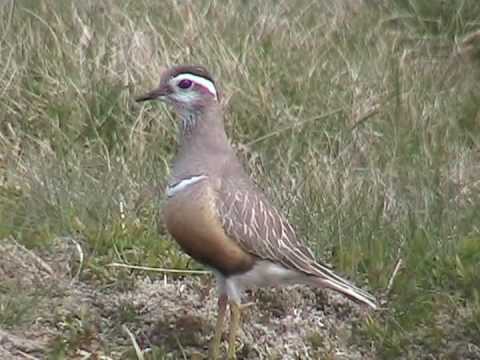 Dotterel