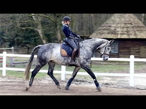 Dressurpferd ist wieder da - Falcos Geheimnis wird gelüftet!