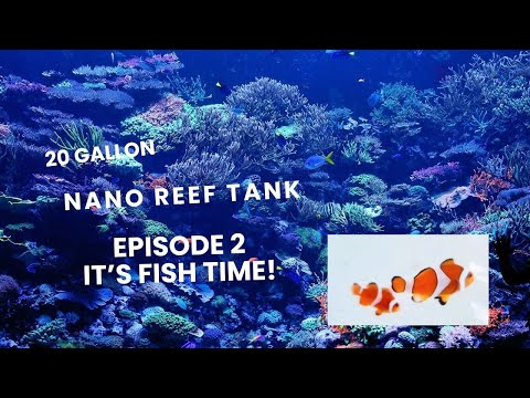 Reef Tank Episode 2 It's Fish Time