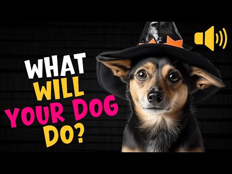 Play This for Your Dog! What Will YOUR Dog Do? 🐶