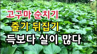 고구마 순치기 보다 효과적인 방법은 바로 이것입니다