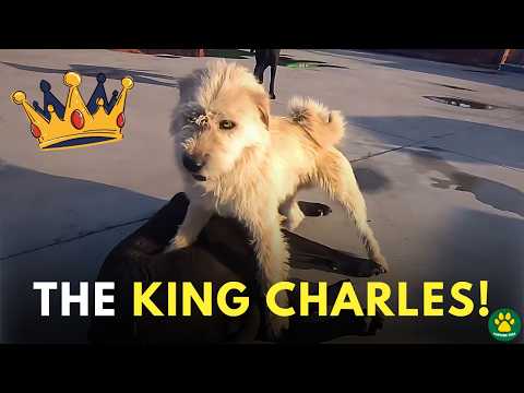 THE Most Respected Alpha Dog! Meet The KING CHARLES!