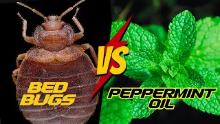 Does Peppermint Oil REALLY work for Bed Bugs?  [COMPLETE Tutorial]