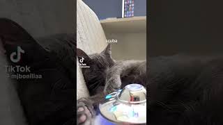 #cat #dothingsyoudontwanttodo #scuba