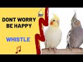DONT WORRY BE HAPPY WITH WHISTLE Cockatiel Singing Training Bird Whistle Parrot Practice