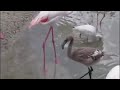 Greater Flamingos At Animal Kingdom Lodge