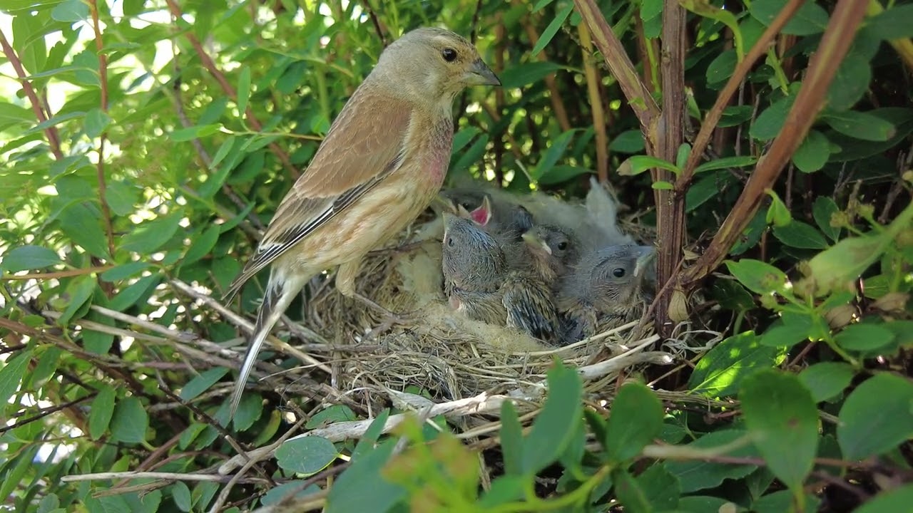Male common linnet (Linaria cannabina) feeding young in the nest