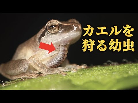 ダーウィンのカエルを脅かす真菌
