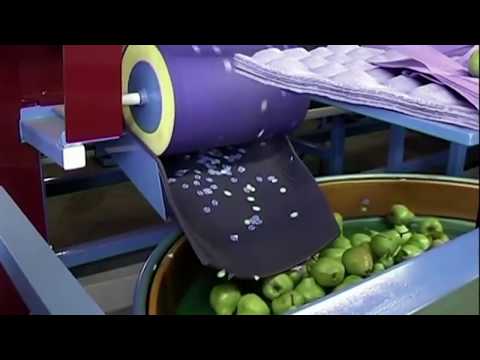 World's Amazing Pear Apple Processing Factory Agriculture Technology How it's made Sortin
