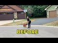 Play Video: Before and After: Loose Leash Walking