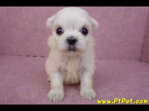 03/20馬爾濟斯母幼犬2號