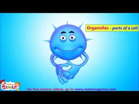 Animals Cells Structure \u0026 Functions Animation Video for Kids