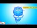 Animals Cells Structure & Functions Animation ...