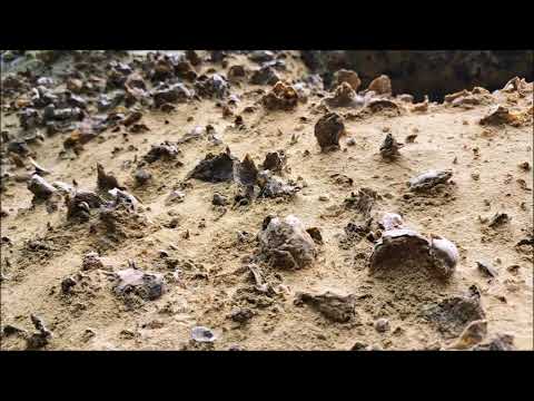 今帰仁村の「運天の貝化石層」で１００万年前の貝の化石を見てみた♪